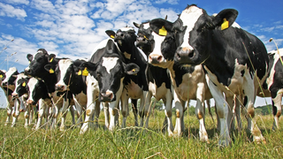 Modifican con ingeniería genética unas vacas para resistir la tuberculosis sin antibióticos<em></em>